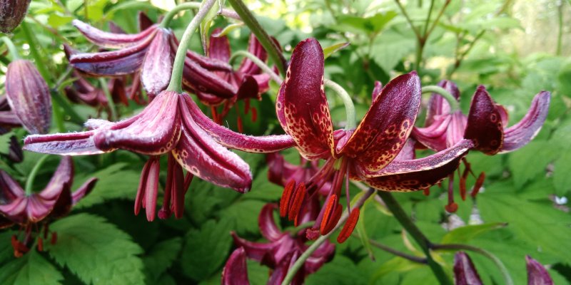 Lilium martagon 'Claude Shride' Лилия кудреватая